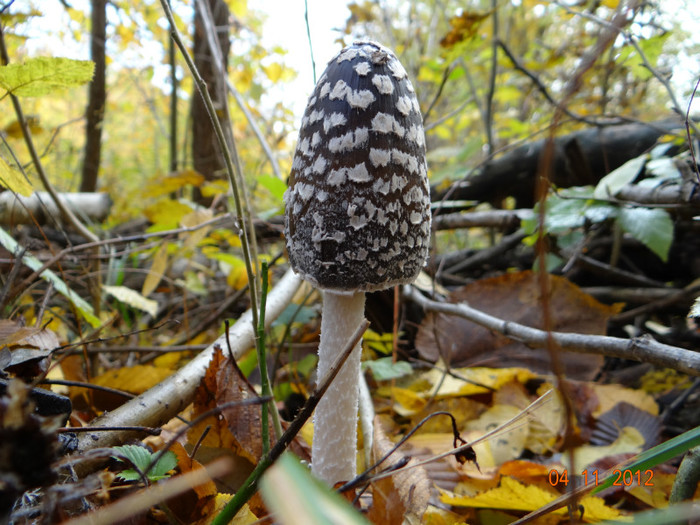 DSC02027 - cosminele toamna