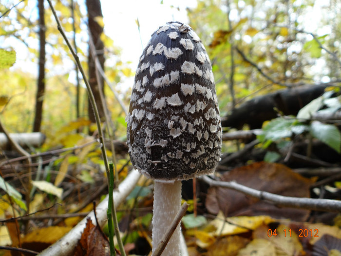 DSC02028 - cosminele toamna