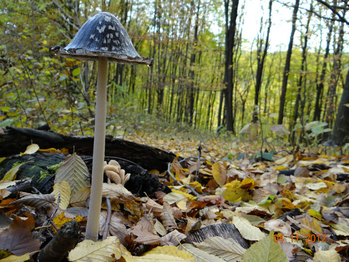 DSC02031 - cosminele toamna