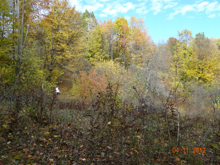 DSC02033 - cosminele toamna