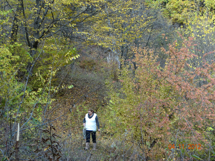 DSC02034 - cosminele toamna