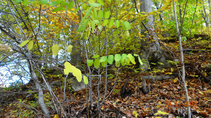 DSC02036 - cosminele toamna