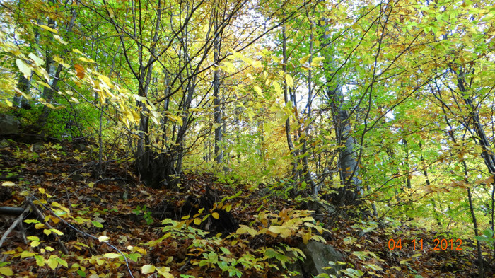 DSC02037 - cosminele toamna