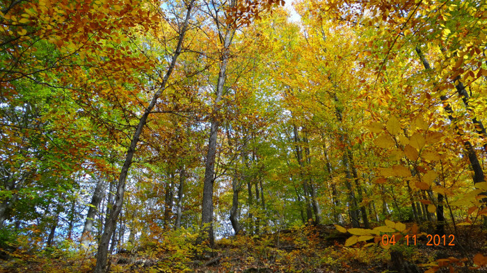 DSC02038 - cosminele toamna