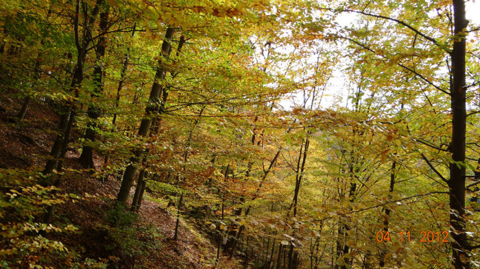 DSC02039 - cosminele toamna