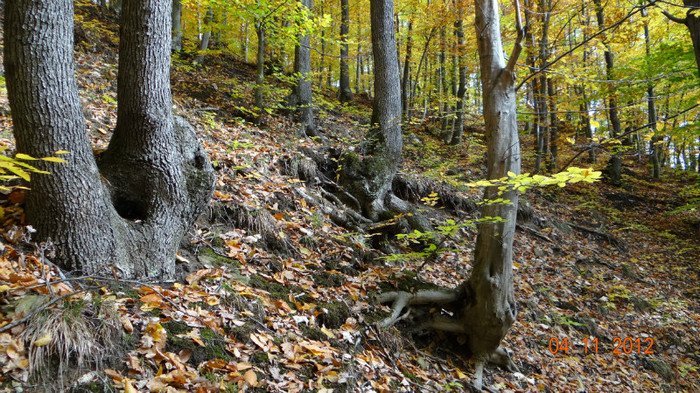 DSC02040 - cosminele toamna