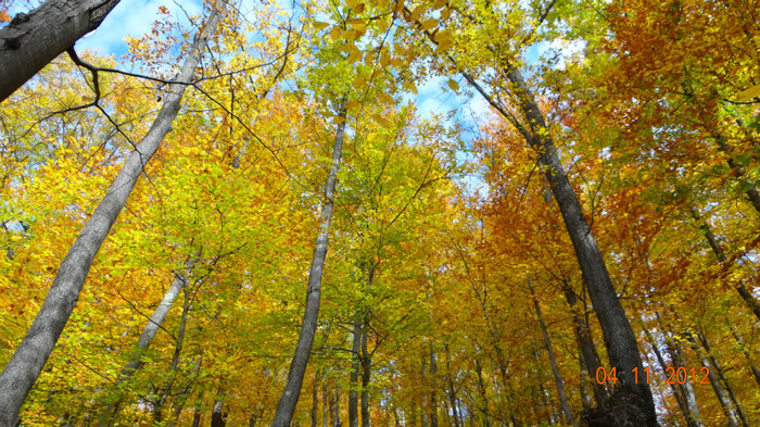 DSC02043 - cosminele toamna