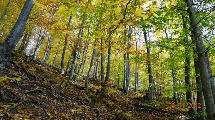 DSC02044 - cosminele toamna