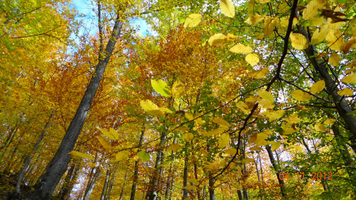 DSC02045 - cosminele toamna