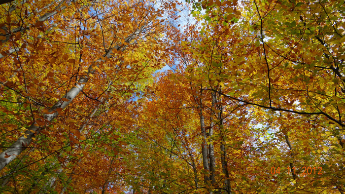 DSC02046 - cosminele toamna