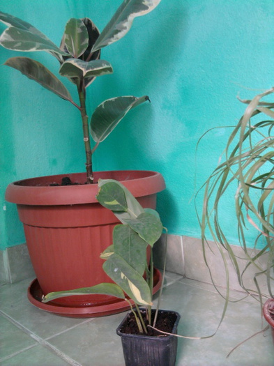 calathea openheimiana - flori cumparate de la dianadia