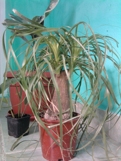 nolie mare - flori cumparate de la dianadia