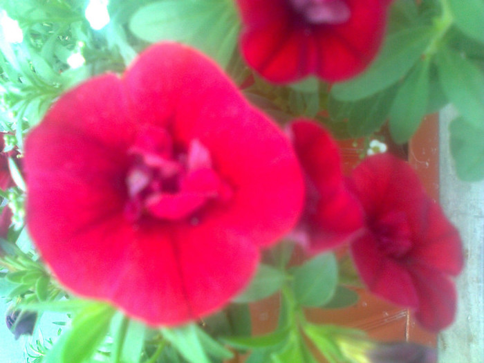 calibrachoa
