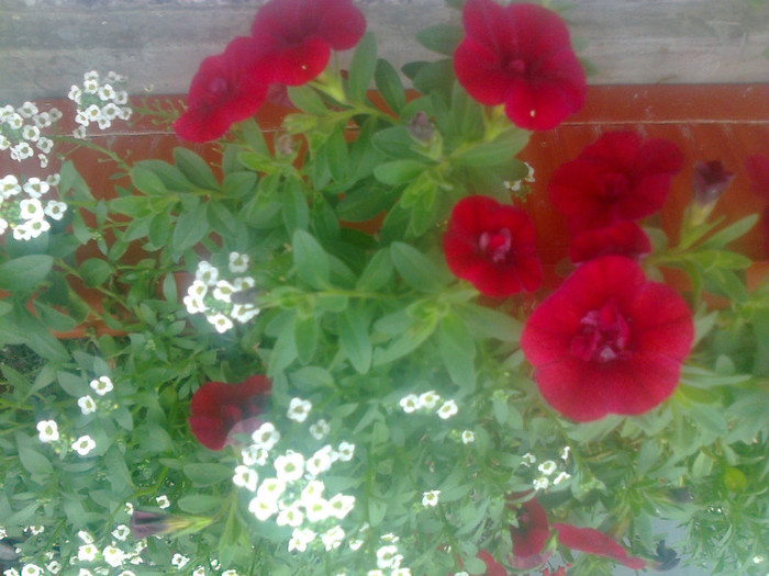 calibrachoa
