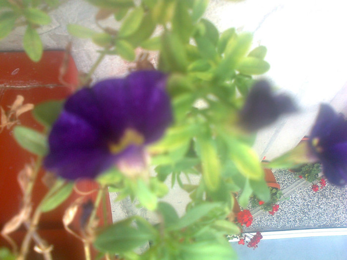 calibrachoa
