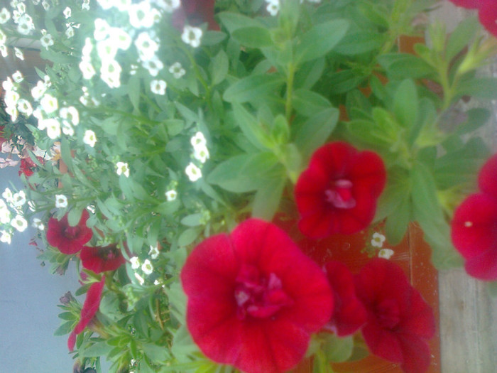 calibrachoa