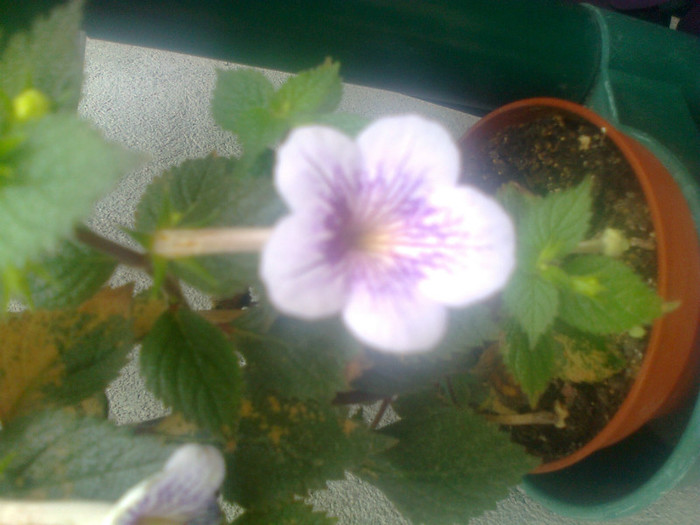 achimenes