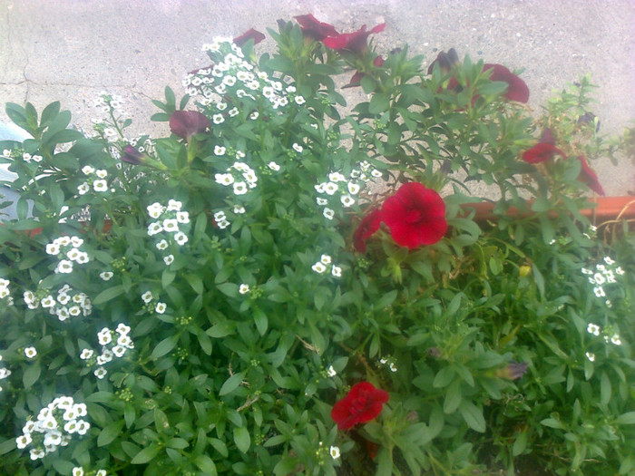 calibrachoa - 2012 FLORI EXTERIOR