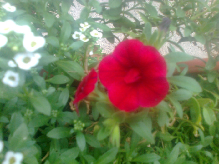 calibrachoa