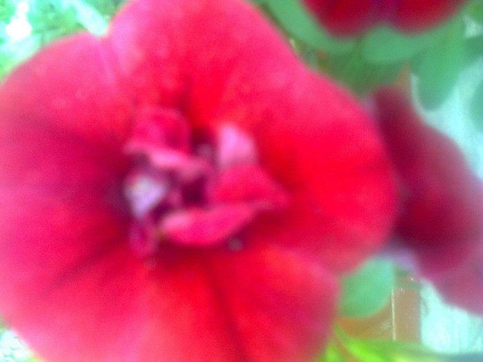 calibrachoa