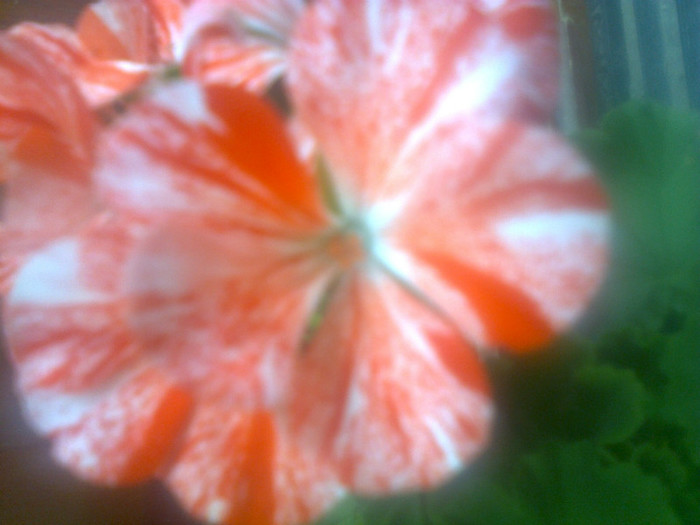 muscata