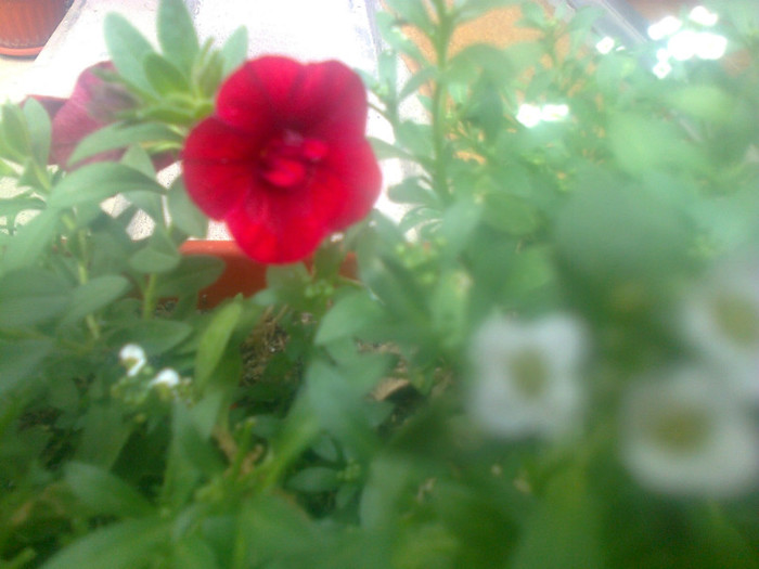 calibrachoa