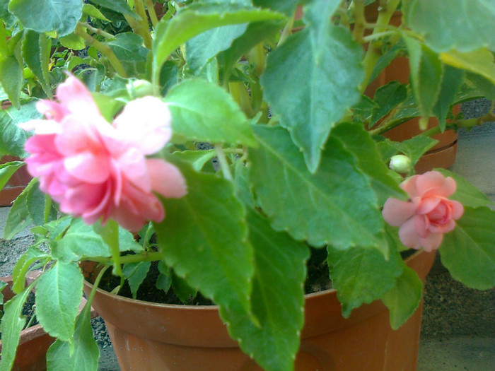 impatiens