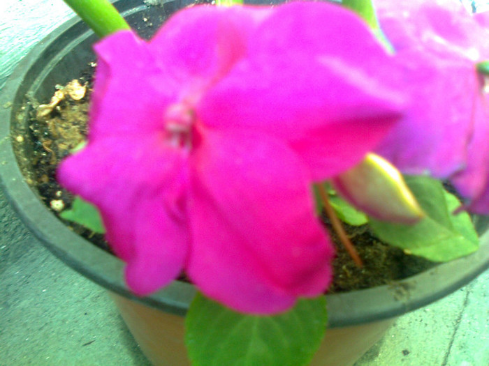 impatiens - 2012 FLORI EXTERIOR
