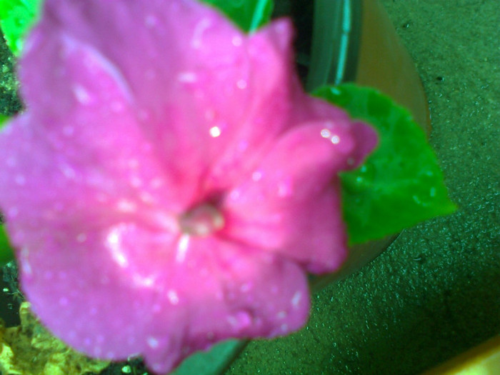impatiens