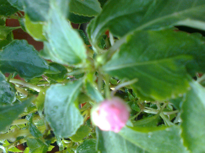 boboc impatiens