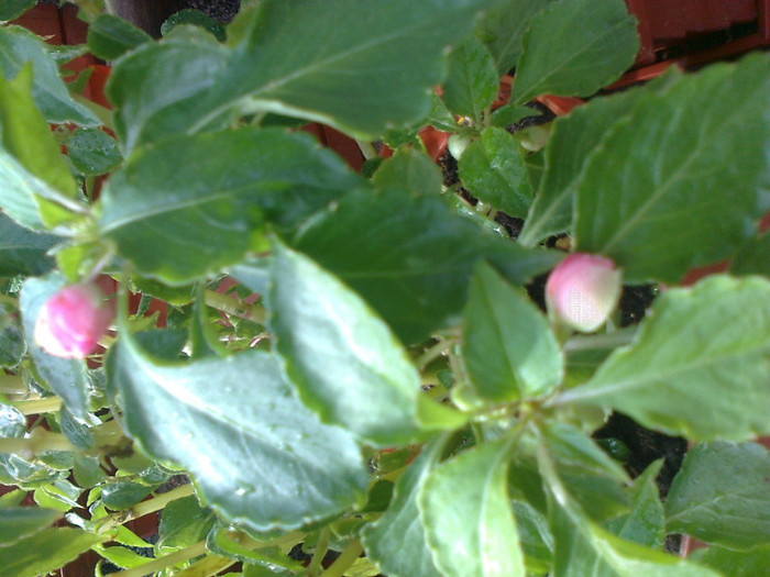impatiens dublu roz