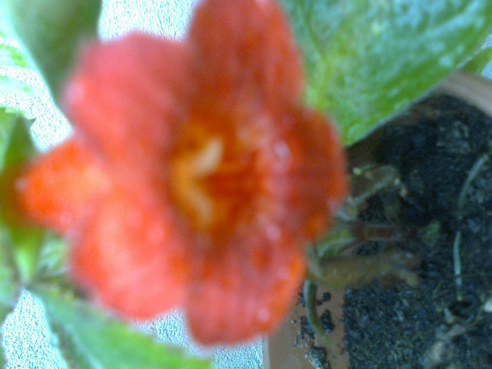 kohleria