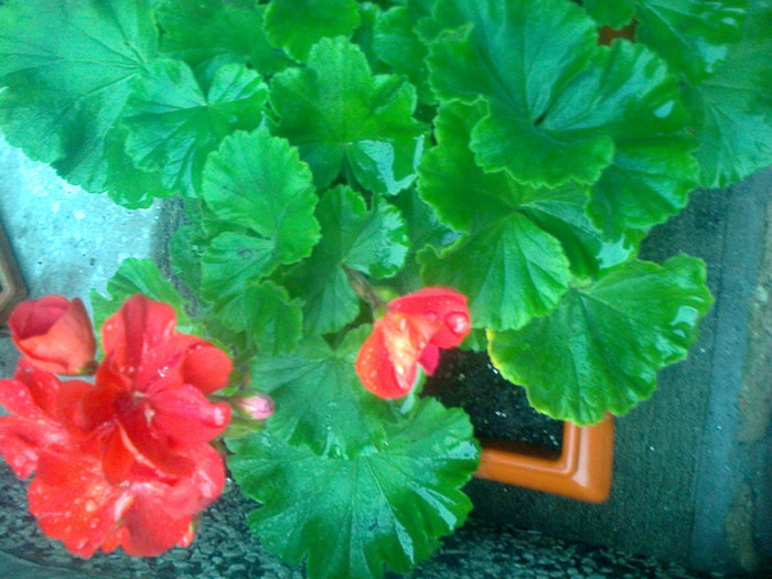 muscata zonala