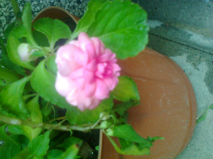 impatiens roz