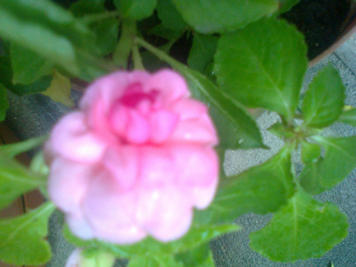 impatiens roz