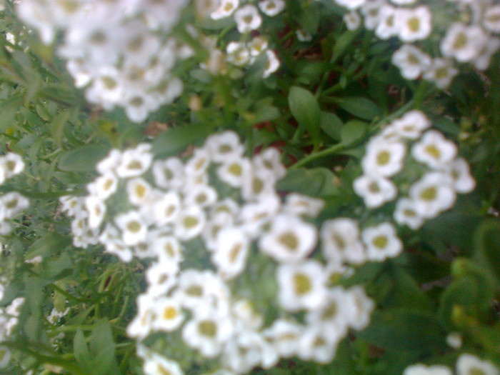 bacopa