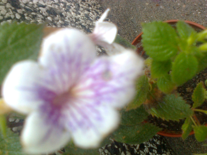 achimenes