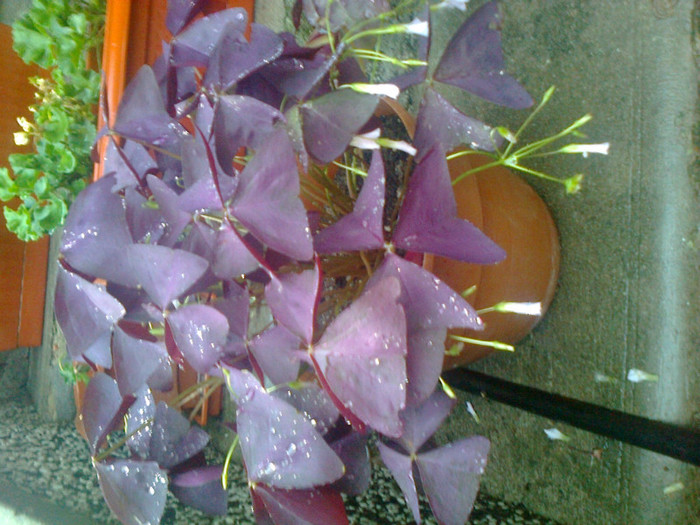 oxalis