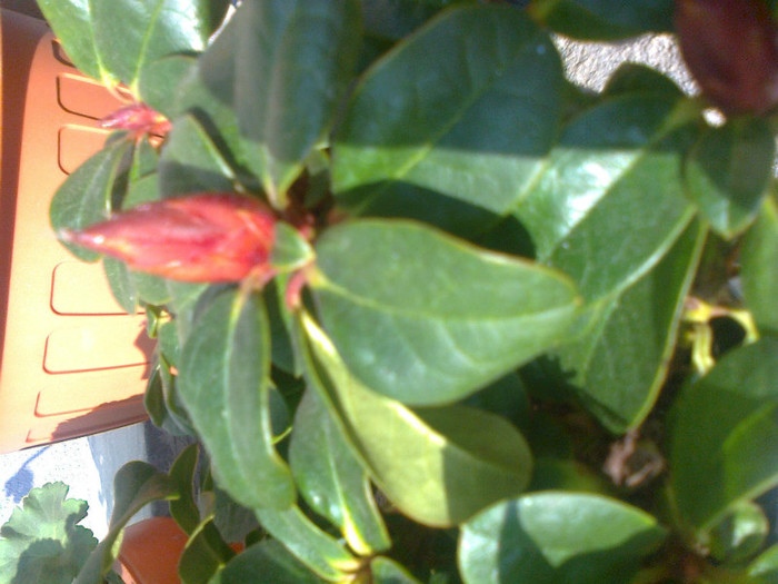 rhododendron - 2012 FLORI EXTERIOR