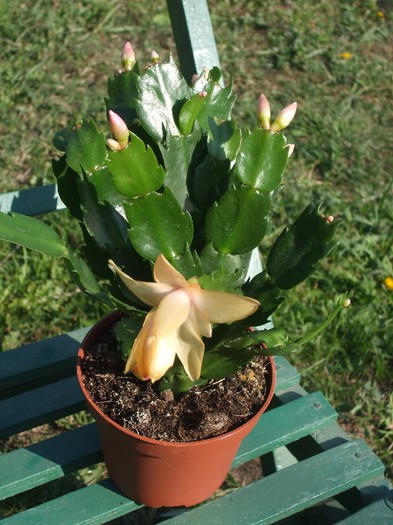 Schlumbergera galbena - Galbena