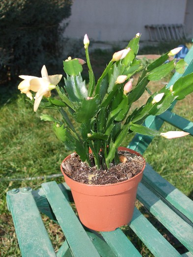 Schlumbergera galbena 1 - Galbena