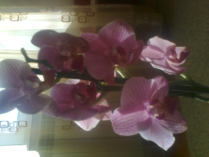 orhidee - 2012 FLORI DE CAMERA