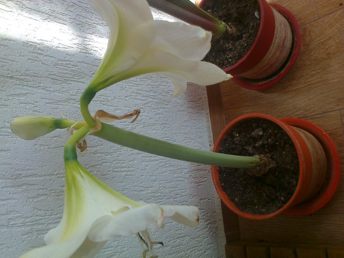 amaryllis