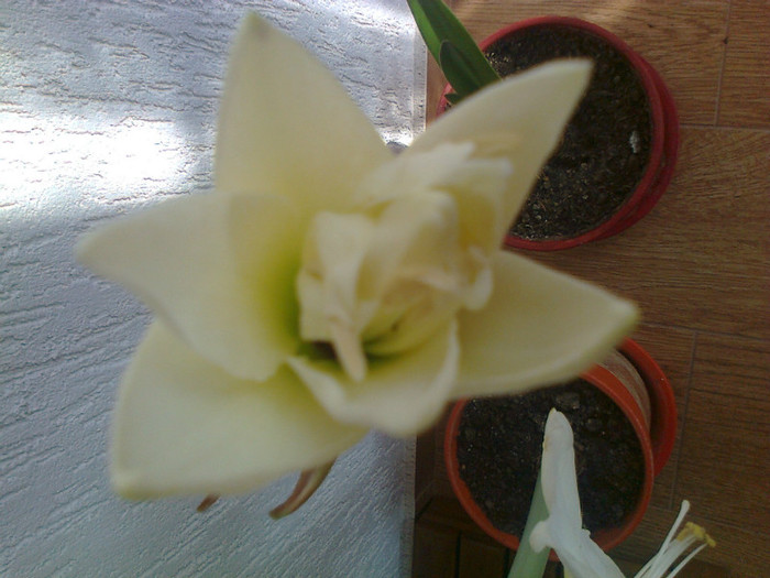 amaryllis