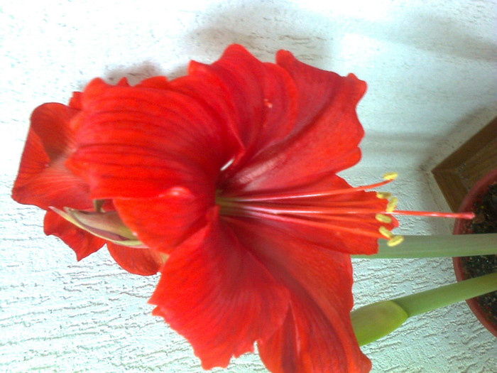 amaryllis