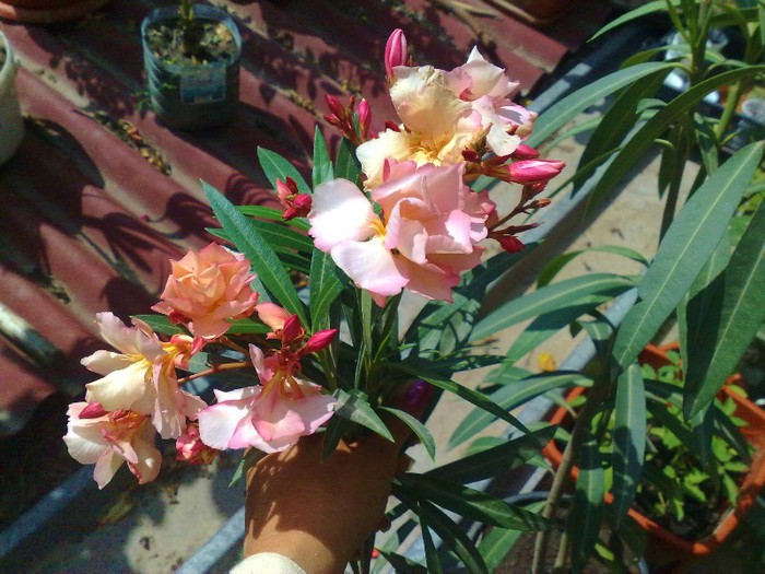 24 - Apricot Queen