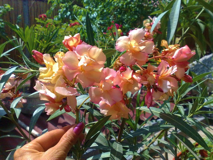 25 - Apricot Queen
