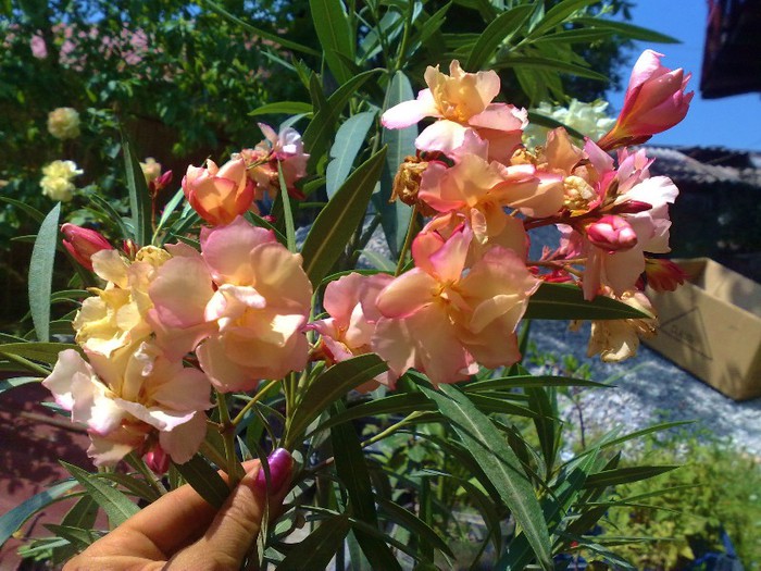 26 - Apricot Queen