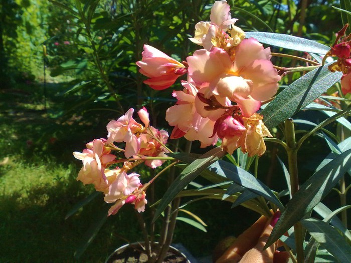 34 - Apricot Queen