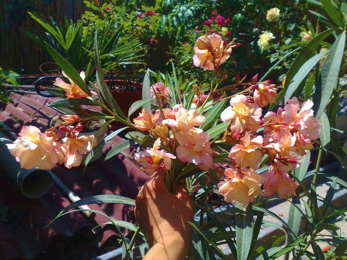 50 - Apricot Queen